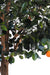 Arancio Artificiale 210Cm Per Interni