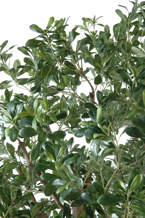 Albero Di Pittosporo Artificiale 260 Cm Decorazione Interni