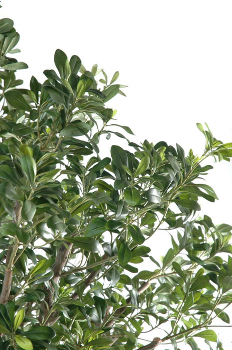 Albero Di Pittosporo Artificiale 260 Cm Decorazione Interni
