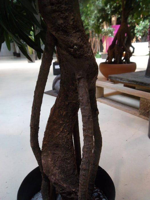 Albero Podocarpus Artificiale 140 Cm Decorazione Interni