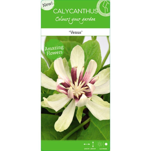 Albero Di Anemone - ↨30Cm - Ø19Cm - Pianta Da Esterno Fiorita