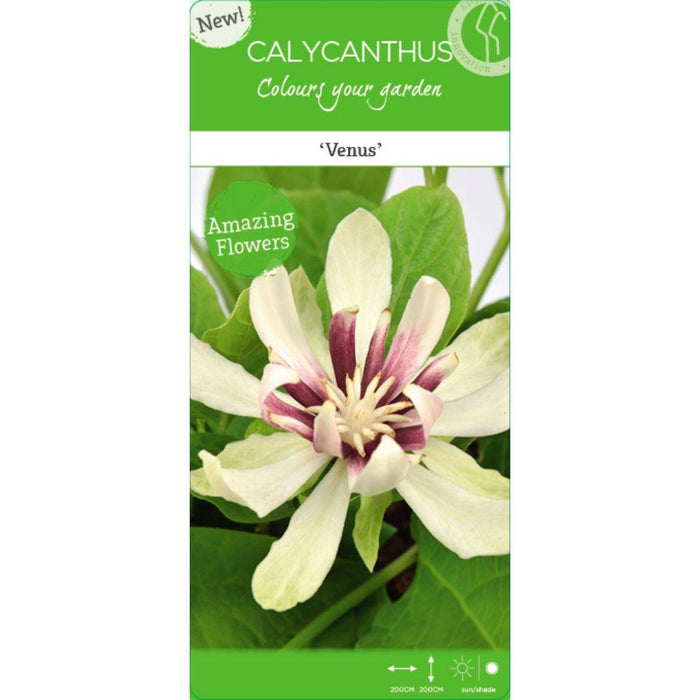 Albero Di Anemone - ↨30Cm - Ø19Cm - Pianta Da Esterno Fiorita