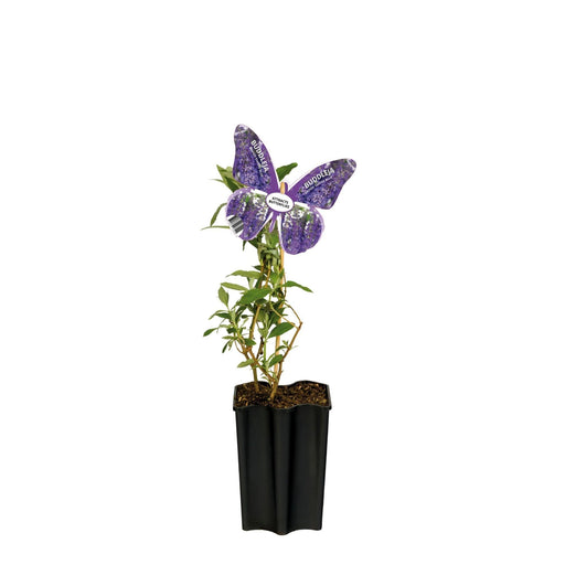 Albero Farfalla Blu D15Cm H55Cm