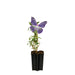 Albero Farfalla Blu D15Cm H55Cm