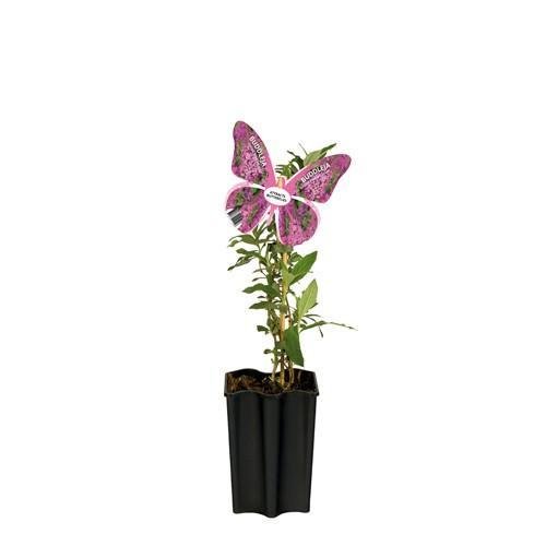 Albero Farfalla D15Cm H55Cm