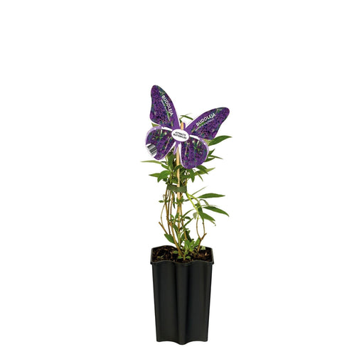 Albero Farfalla Viola D15Cm H55Cm