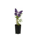 Albero Farfalla Viola D15Cm H55Cm