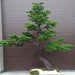 Albero Bonsai Artificiale 300Cm Per La Decorazione D'interni