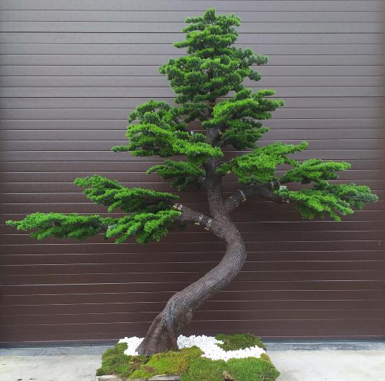 Albero Bonsai Artificiale 300Cm Per La Decorazione D'interni