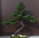 Albero Bonsai Artificiale 300Cm Per La Decorazione D'interni