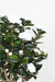 Albero Di Camelia Artificiale 130 Cm 8 Fiori Da Interno Bianco