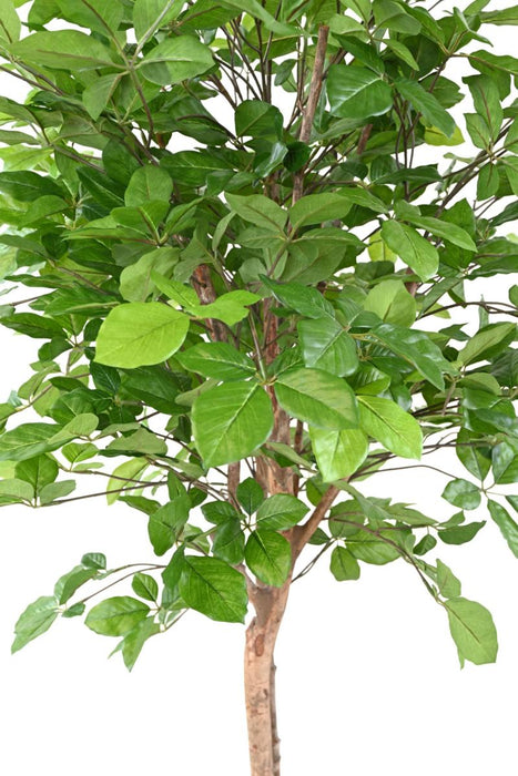Albero Artificiale Di Grandifolia Del Faggio Per La Decorazione Interna