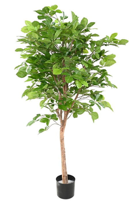Albero Artificiale Di Grandifolia Del Faggio Per La Decorazione Interna