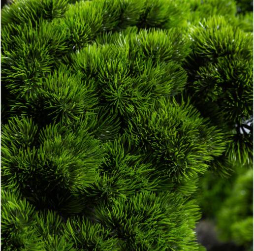 Albero Giapponese Artificiale H.200Cm Per Interni Esterni