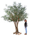 Olivo Artificiale 350Cm Per Interni