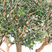 Olivo Artificiale 370Cm Per Interni