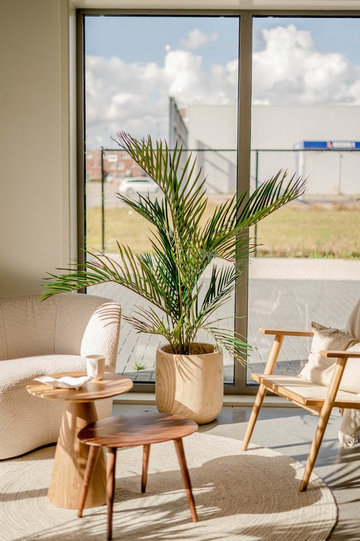 Areca - Palma Artificiale