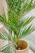 Areca - Palma Artificiale