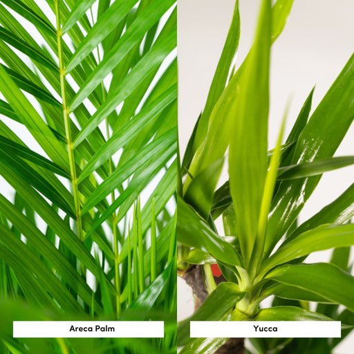 Areca, Yucca, Duo Di Piante H130Cm