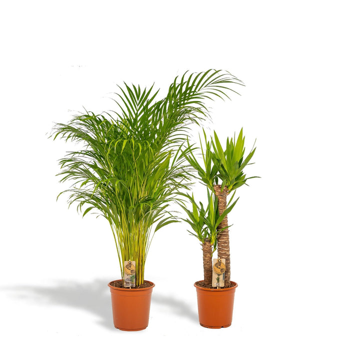 Areca, Yucca, Duo Di Piante H130Cm