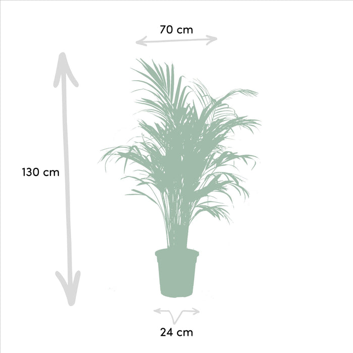 Areca, Yucca, Duo Di Piante H130Cm