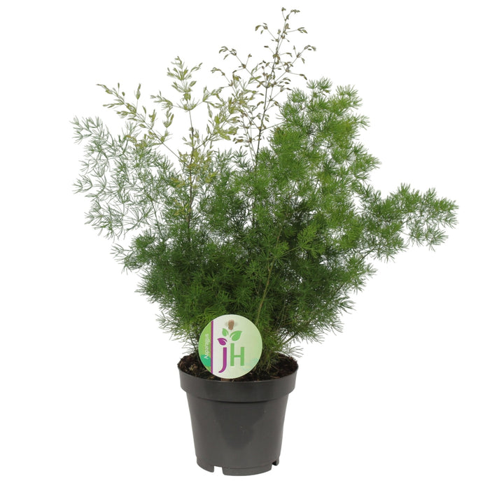 Asparagi 'Myriocladus'