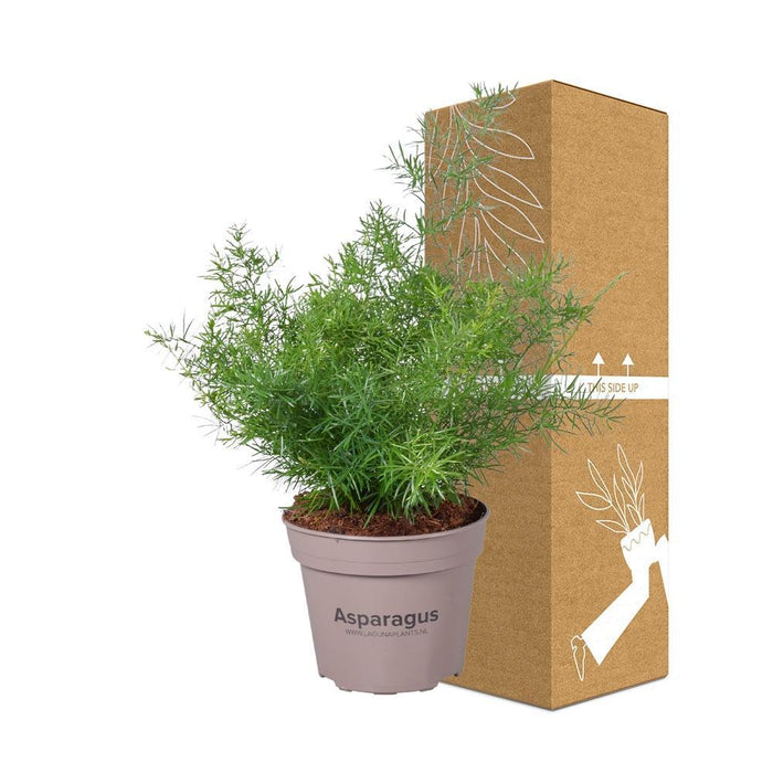 Asparagi 'Sprengeri'
