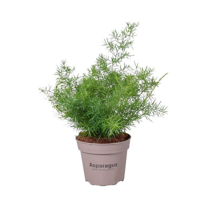 Asparagi 'Sprengeri'