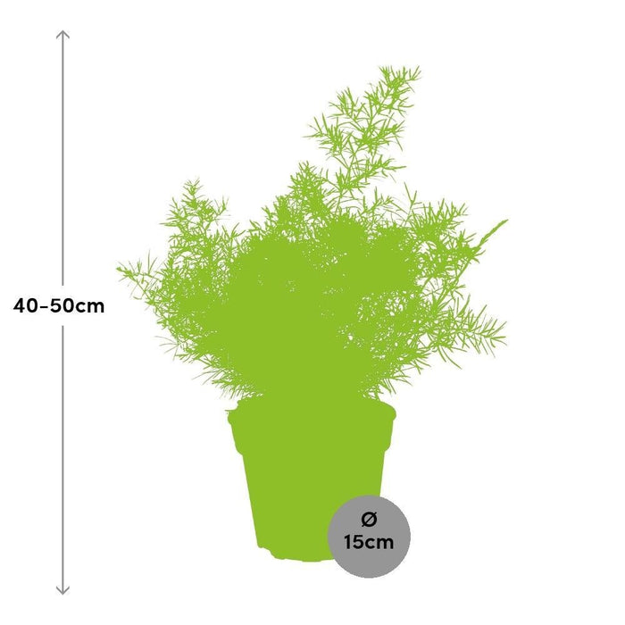 Asparagi 'Sprengeri'