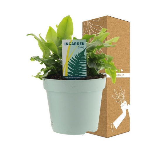 Asplenio 'Scolopendrium'