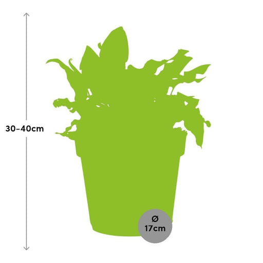 Asplenio 'Scolopendrium'