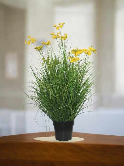 Asteraceae - Erba Artificiale