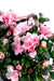 Azalea Artificiale Su Paletto Rosa 35Cm Per Interni