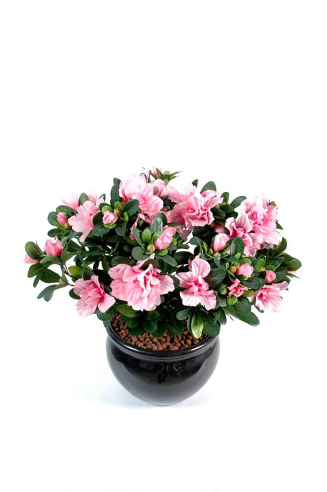 Azalea Artificiale Su Paletto Rosa 35Cm Per Interni