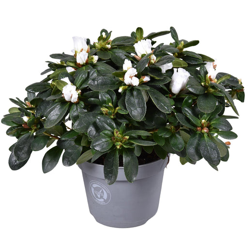 Azalea Bianca - Pianta Da Esterno Fiorita