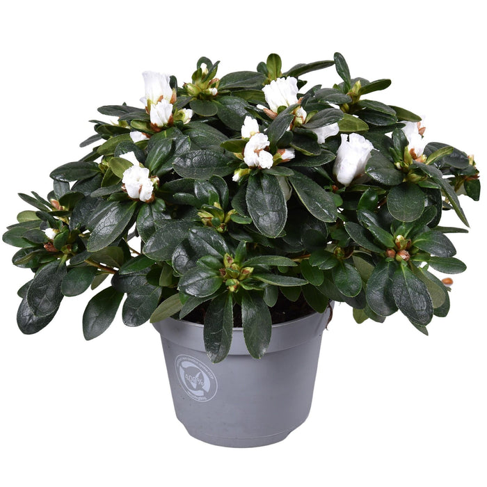 Azalea Bianca - Pianta Da Esterno Fiorita
