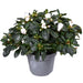 Azalea Bianca - Pianta Da Esterno Fiorita