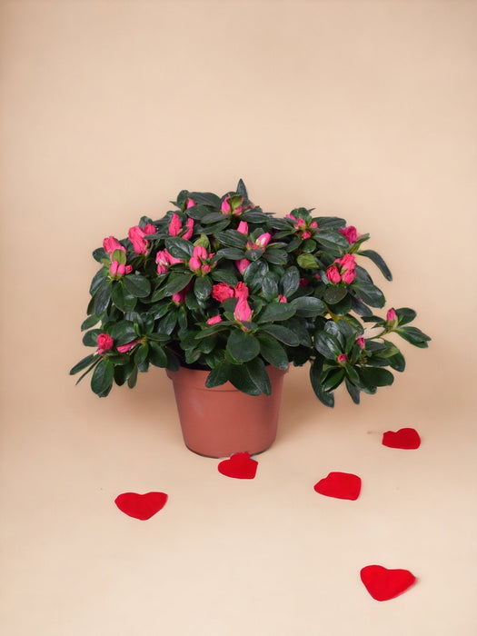 Azalea Fucsia - Pianta Da Esterno Fiorita