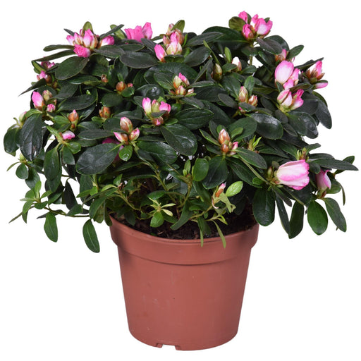 Azalea Helmutt Vogel D14Cm - Pianta Da Fiore