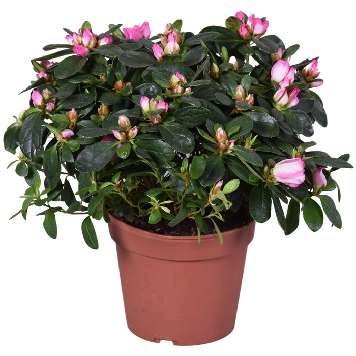 Azalea Helmutt Vogel D14Cm - Pianta Da Fiore