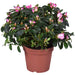 Azalea Helmutt Vogel D14Cm - Pianta Da Fiore