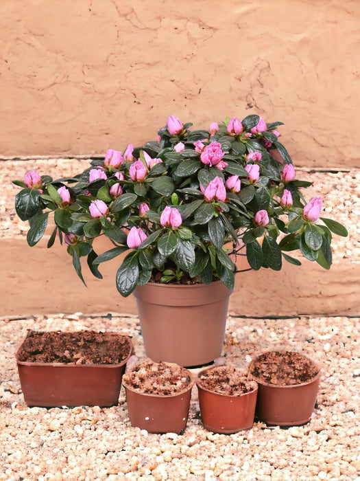 Azalea Rosa D13Cm H30Cm