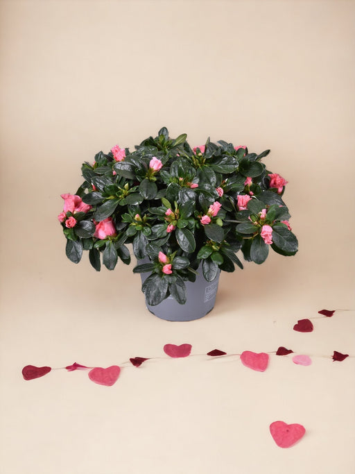 Azalea Rosa - Pianta Da Esterno Fiorita