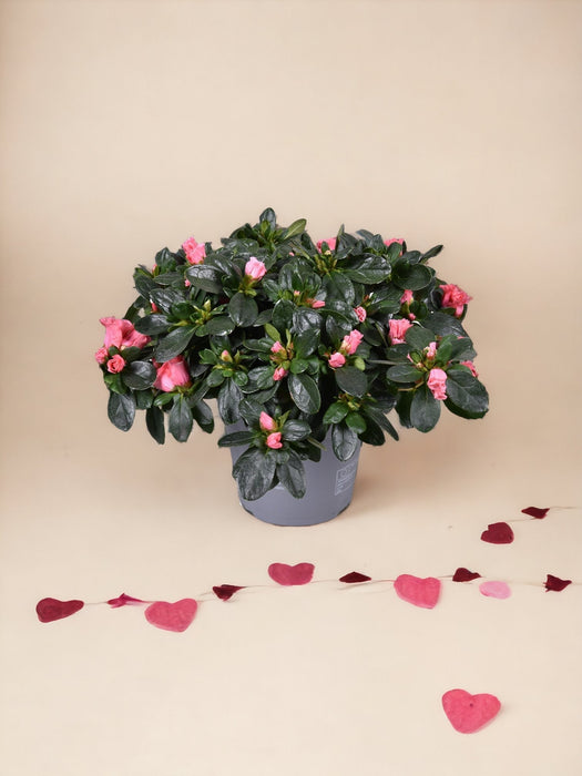 Azalea Rosa - Pianta Da Esterno Fiorita