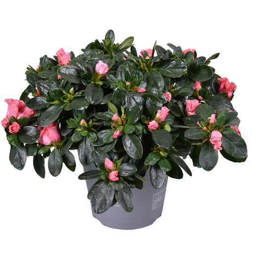 Azalea Rosa - Pianta Da Esterno Fiorita