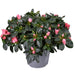Azalea Rosa - Pianta Da Esterno Fiorita