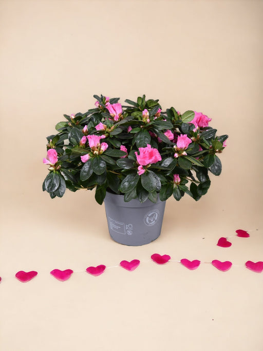 Azalea Rosa - Pianta Da Fiore All'aperto