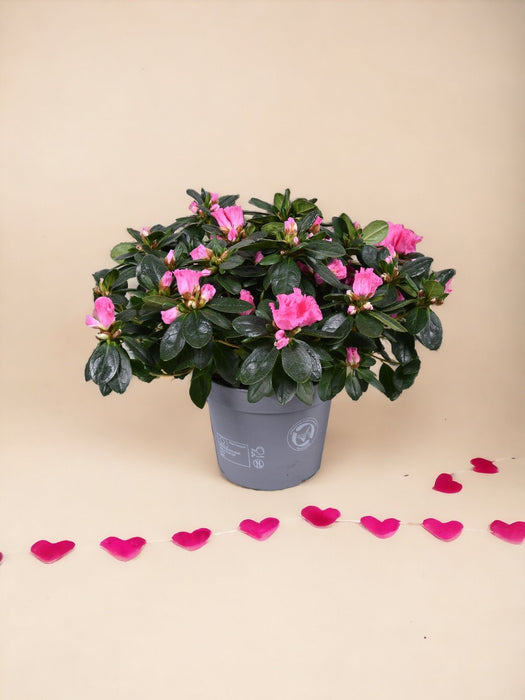 Azalea Rosa - Pianta Da Fiore All'aperto