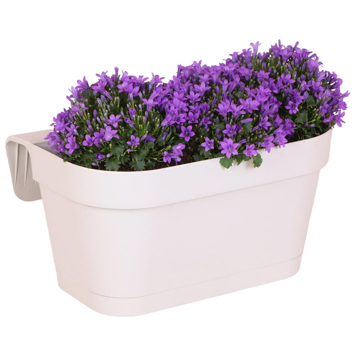 Balkonbak Bianco Con 3 Aggiunte Di Campanula Viola - Campane