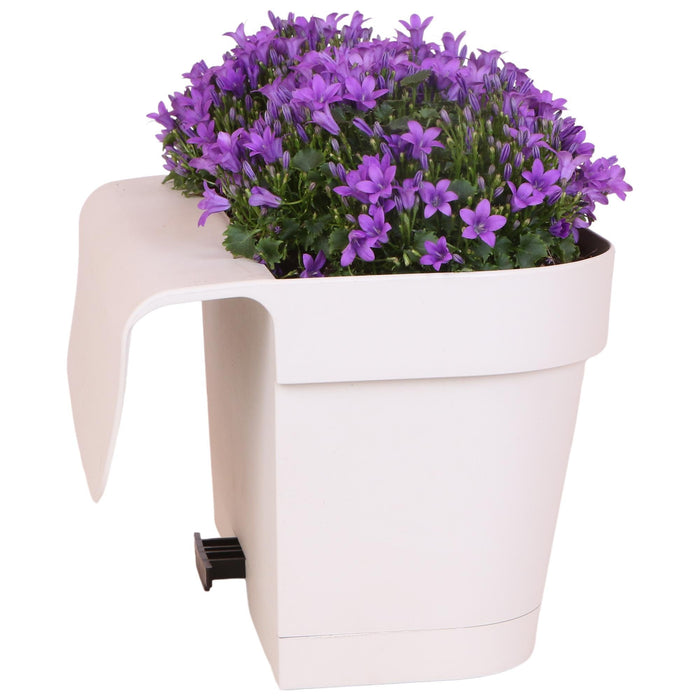 Balkonbak Bianco Con 3 Aggiunte Di Campanula Viola - Campane